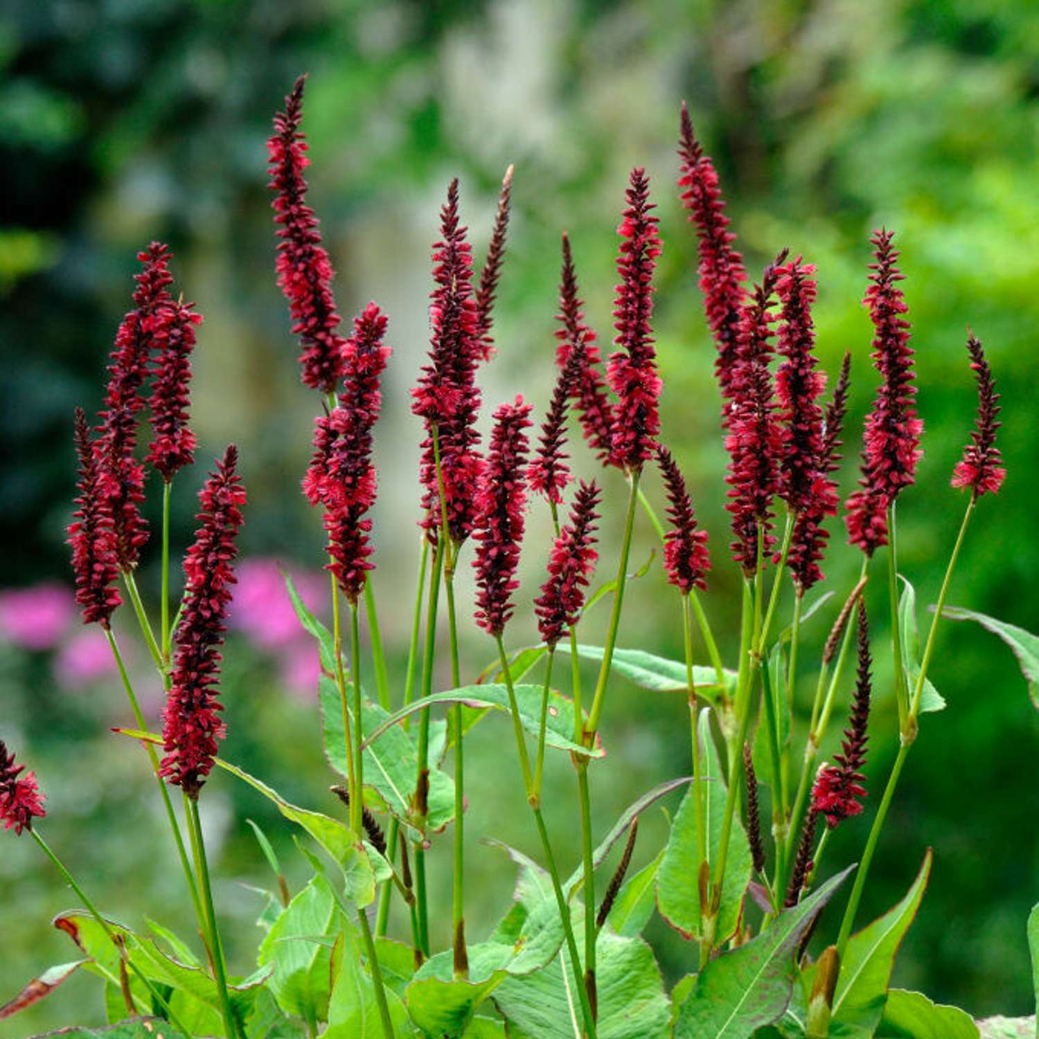 Kertepileurt 'Blackfield' (Persicaria amplexicaulis)